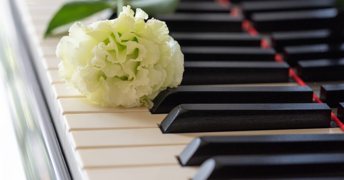ピアノの鍵盤に置かれた白いカーネーションの花