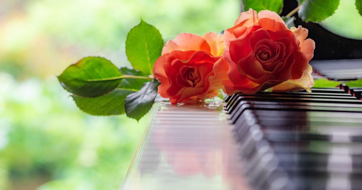 グランドピアノの鍵盤に置かれた二輪のバラの花